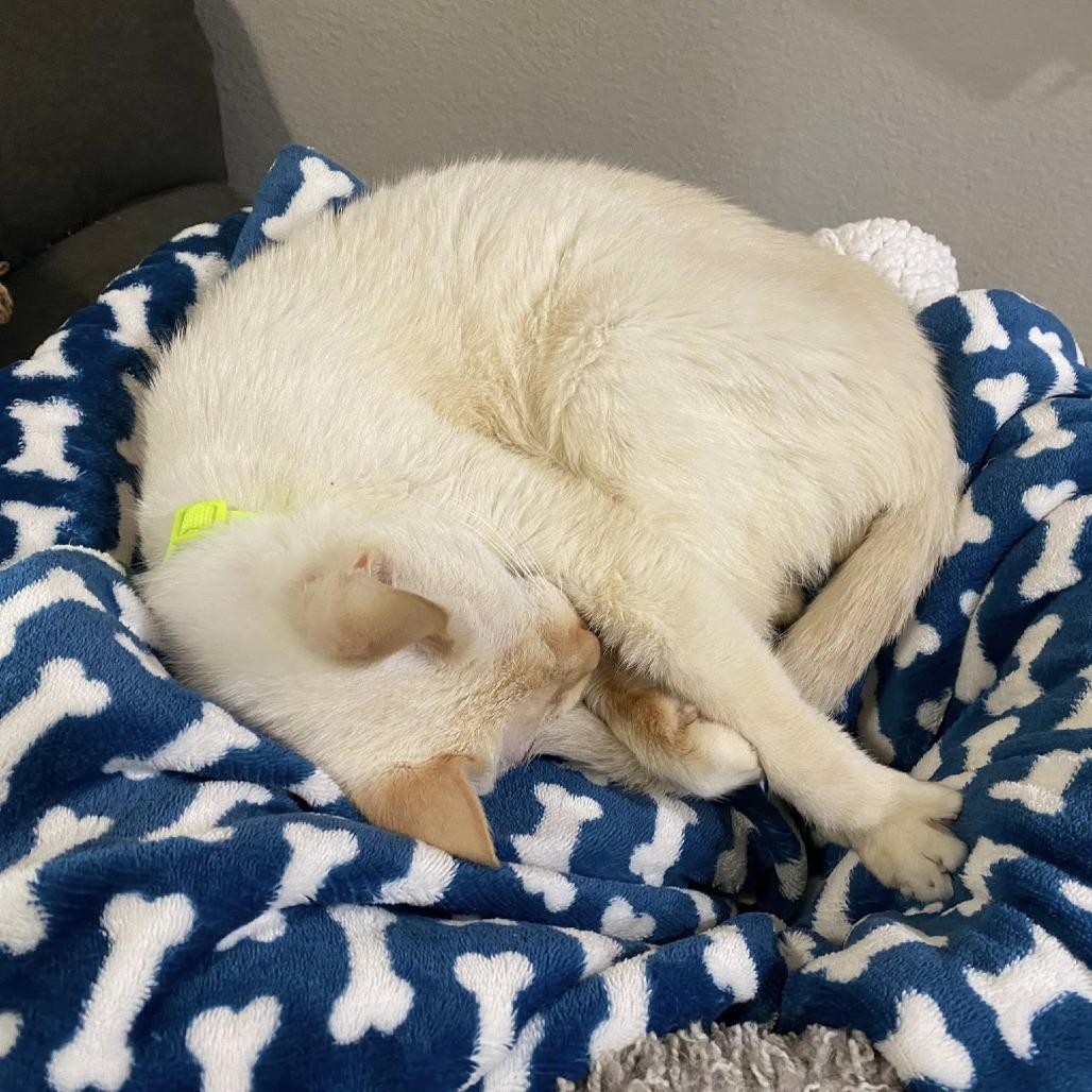 Marshmallow — thumbnail 2