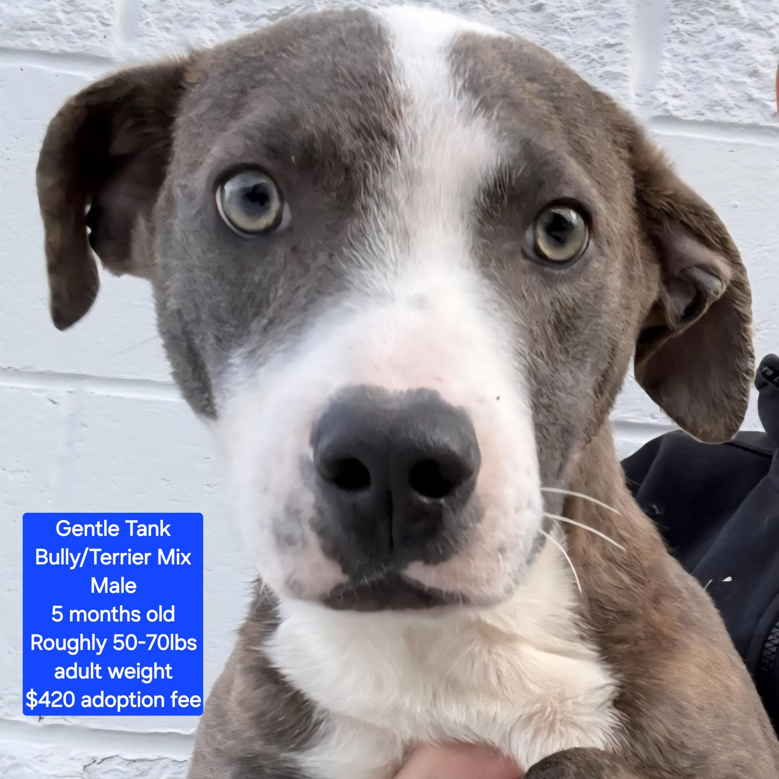 Enlarge Gentle Tank, a ADOPTABLE mixed breed in Oviedo, FL image 1/1