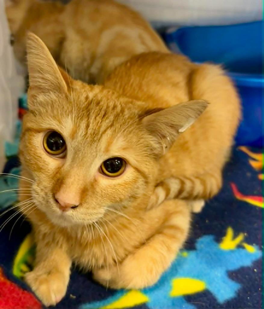 Trivette, Adoptable, Young Male Domestic Short Hair.