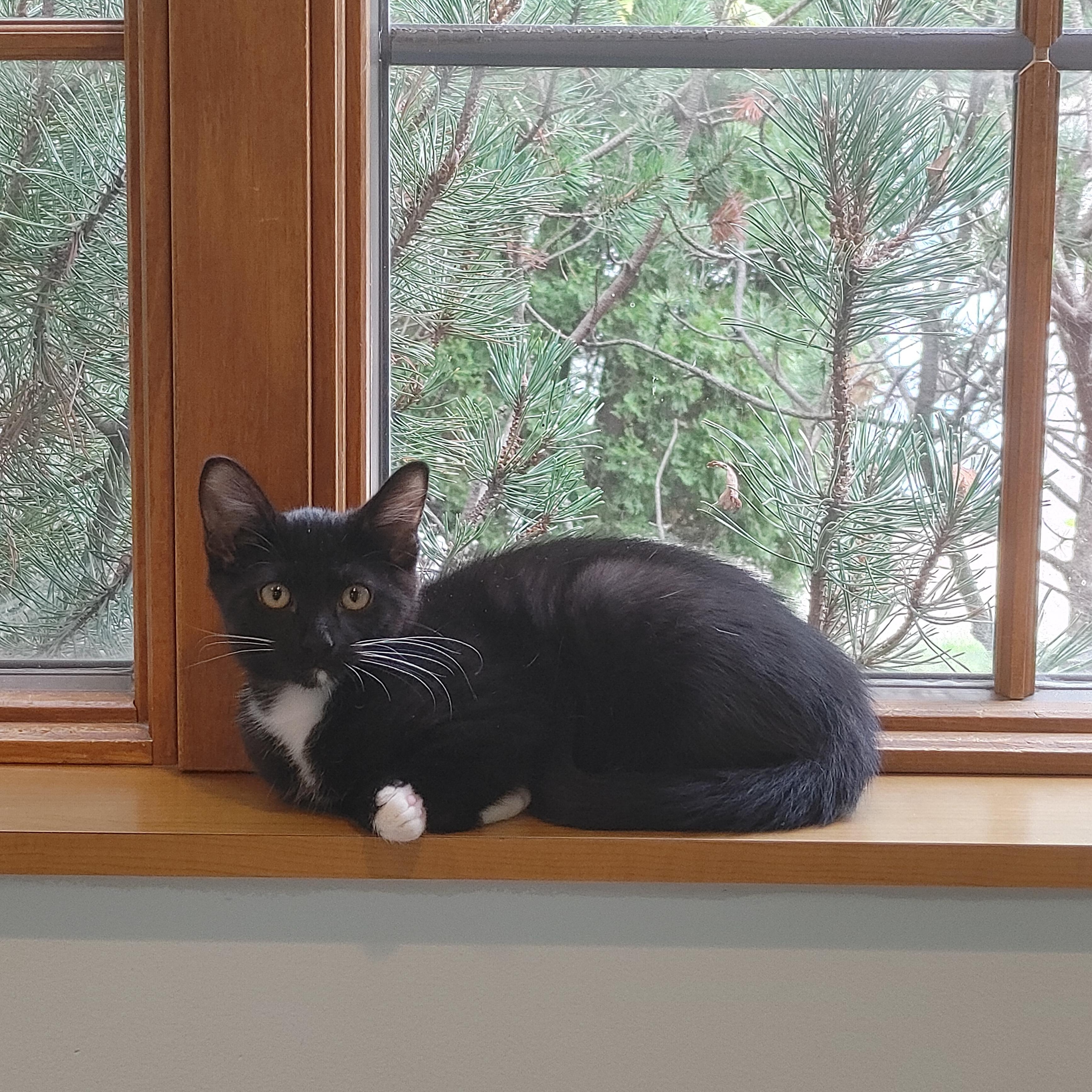 Thunder, Adoptable, Kitten Male Domestic Short Hair.
