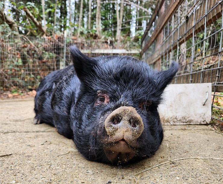 Enlarge Donna, a Adoptable Pig in Sultan, WA image 1/1