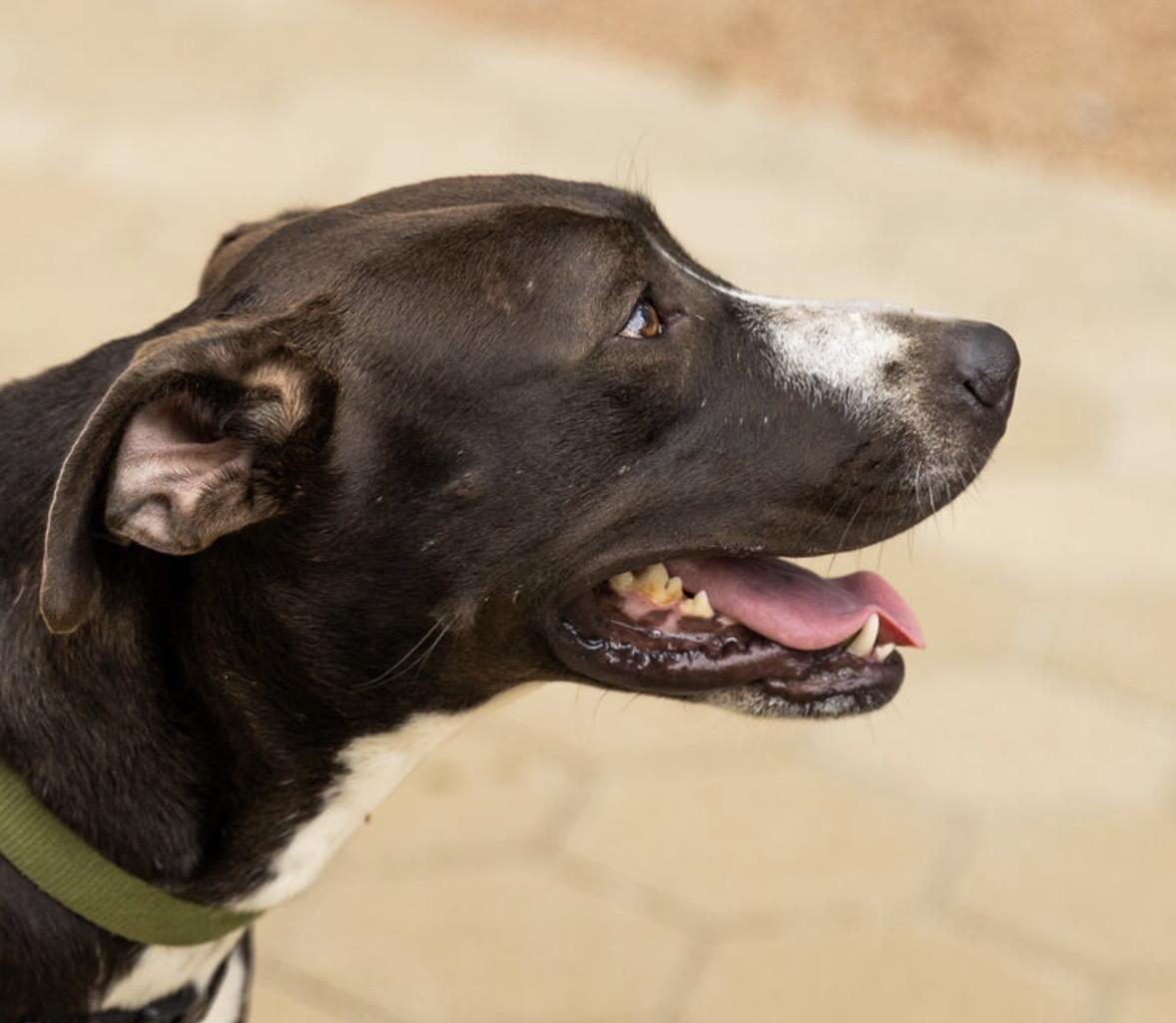 Enlarge Savannah Banana, a Adoptable mixed breed in Pilot Point, TX image 4/6
