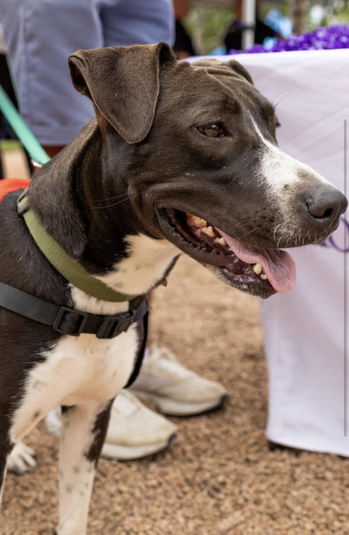 Savannah Banana, Adoptable, Young Female Labrador Retriever & Pit Bull Terrier.