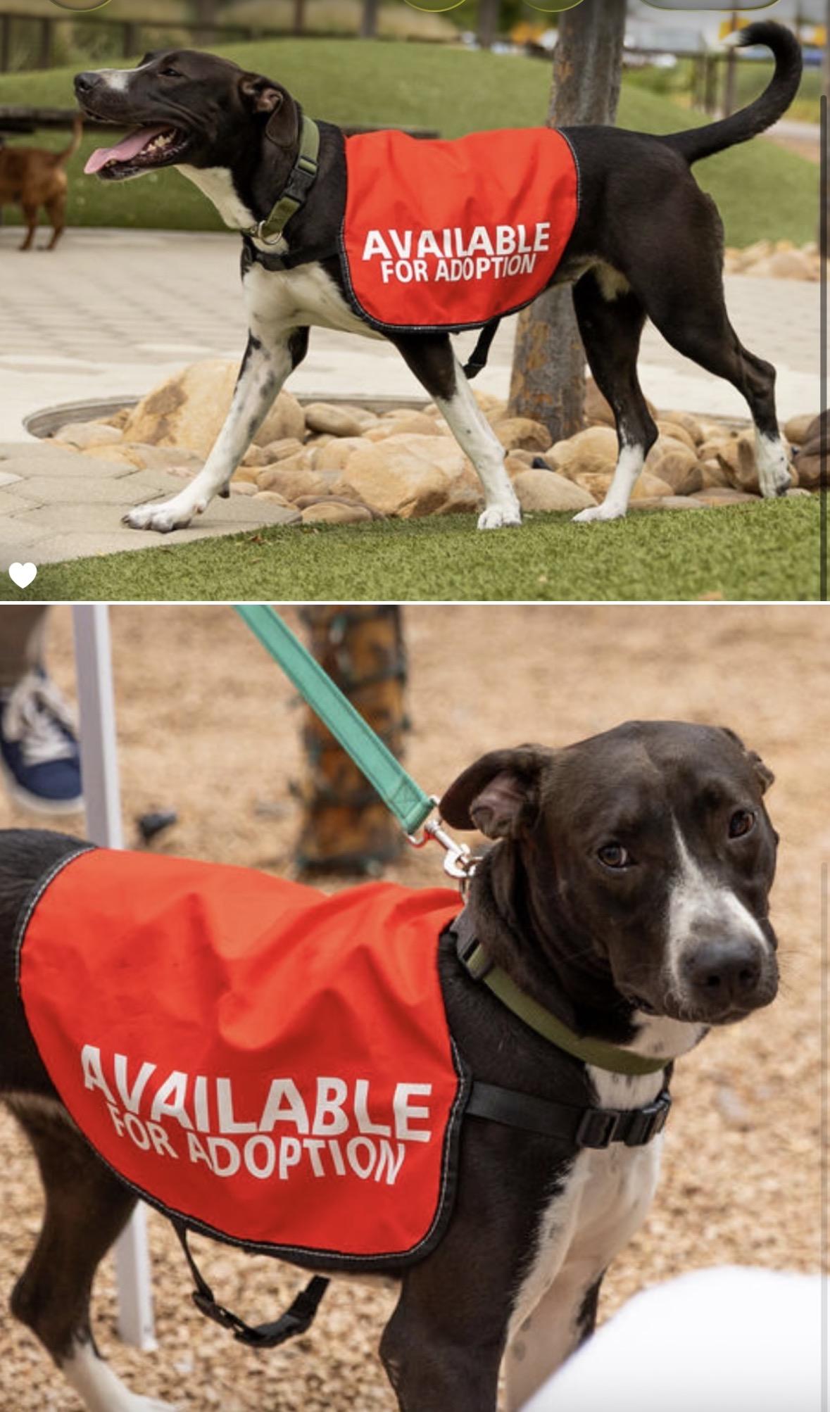 Enlarge Savannah Banana, a Adoptable mixed breed in Pilot Point, TX image 2/6