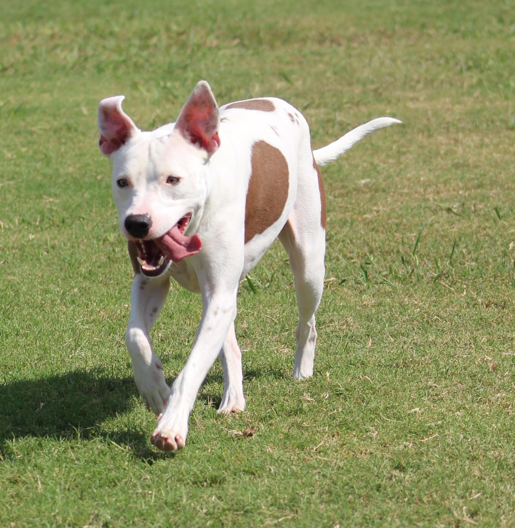 Spirit, ADOPTABLE, Young Female Pit Bull Terrier.