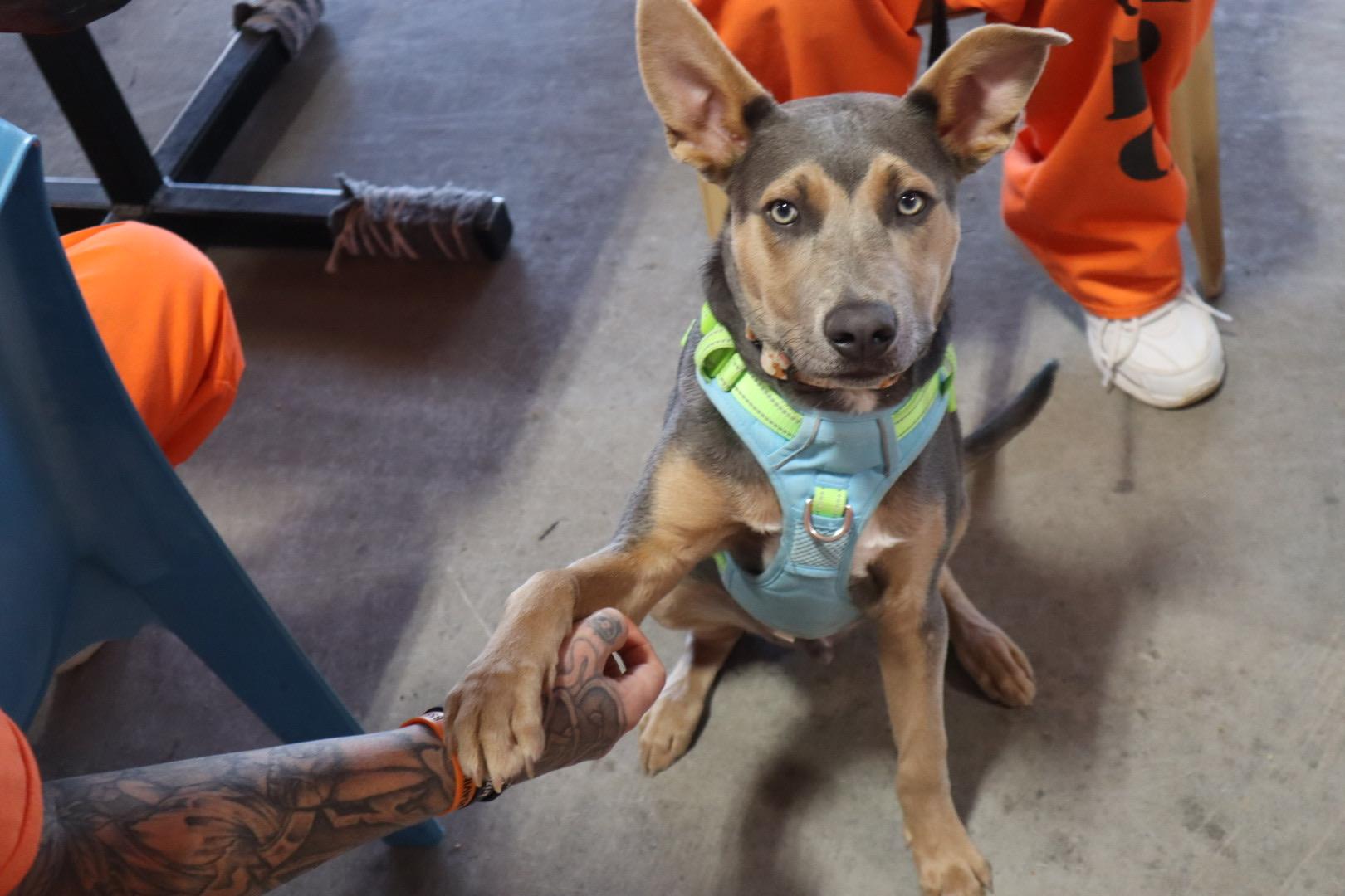 Dusty, Adoptable, Puppy Male Pit Bull Terrier & Cattle Dog.