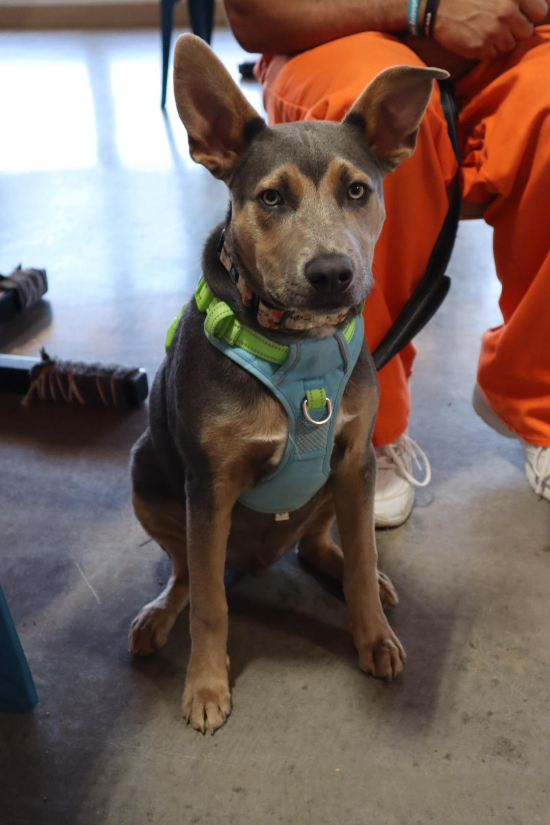 Enlarge Dusty, a Adoptable mixed breed in Chandler, AZ image 3/4