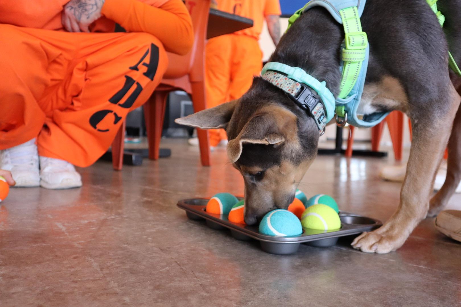 Enlarge Dusty, a Adoptable mixed breed in Chandler, AZ image 2/4