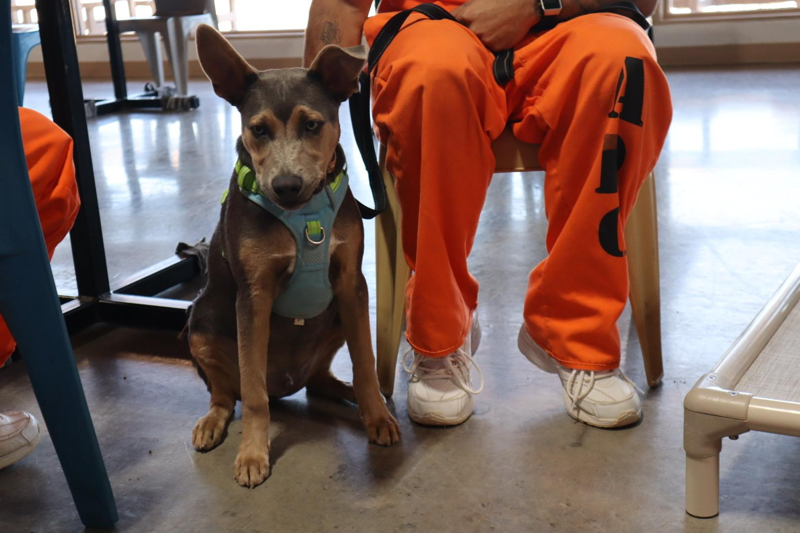 Enlarge Dusty, a Adoptable mixed breed in Chandler, AZ image 4/4