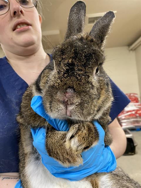 Enlarge GRAMPS, a Adoptable Bunny Rabbit in Anchorage, AK image 1/1