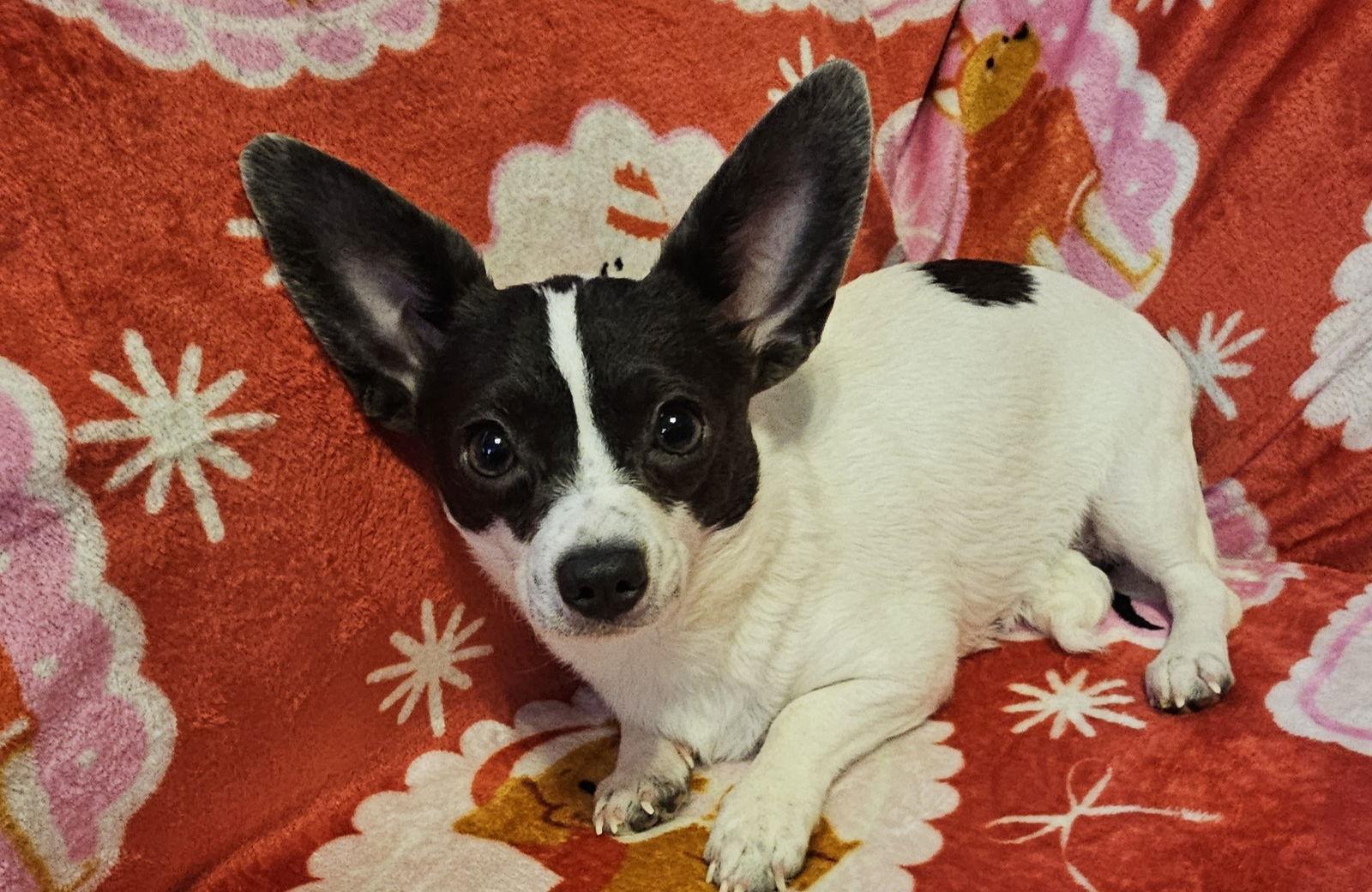 Enlarge Pixie, a Adopted mixed breed in Oakhurst, NJ image 1/3