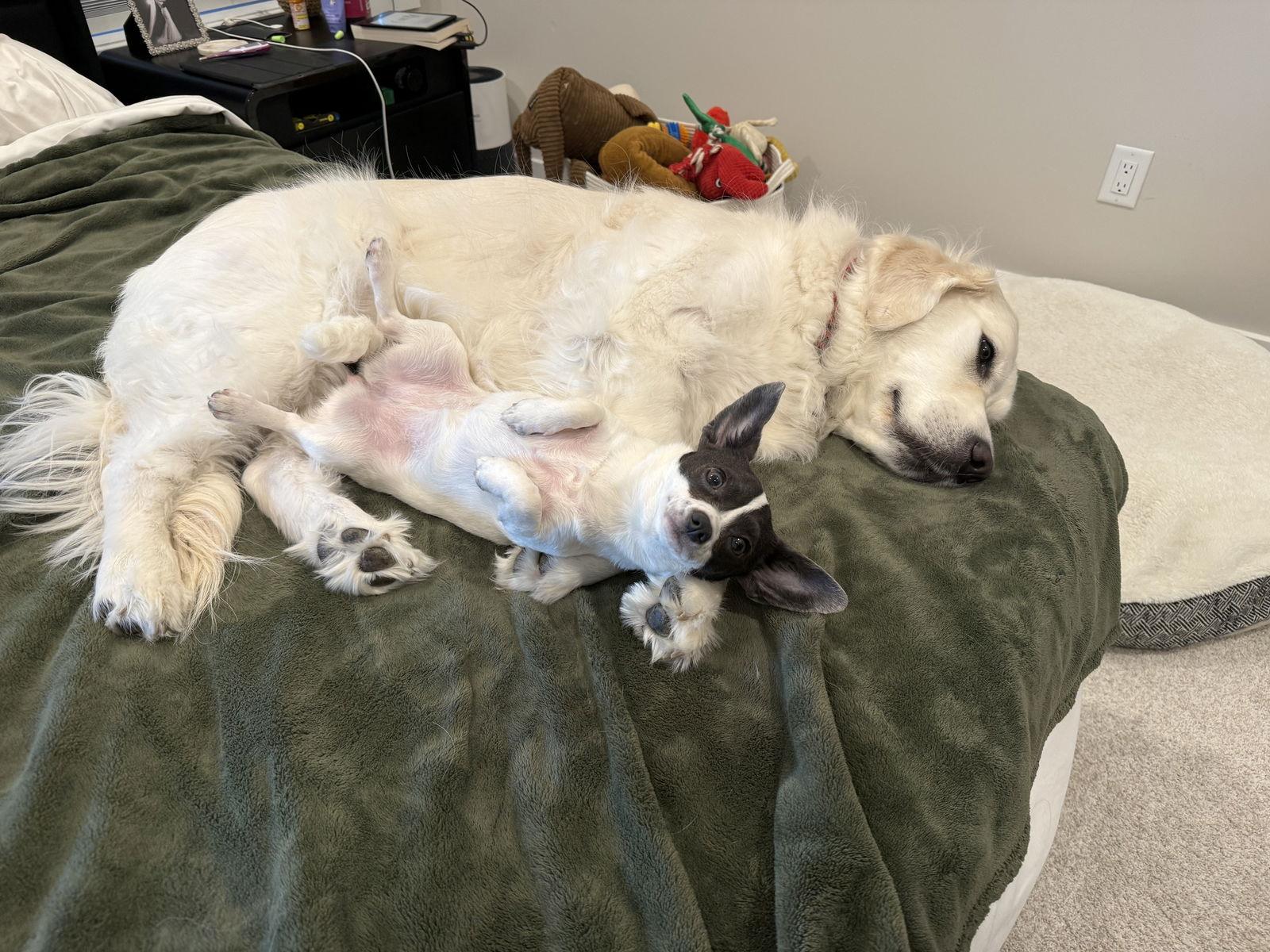 Enlarge Pixie, a Adopted mixed breed in Oakhurst, NJ image 2/3