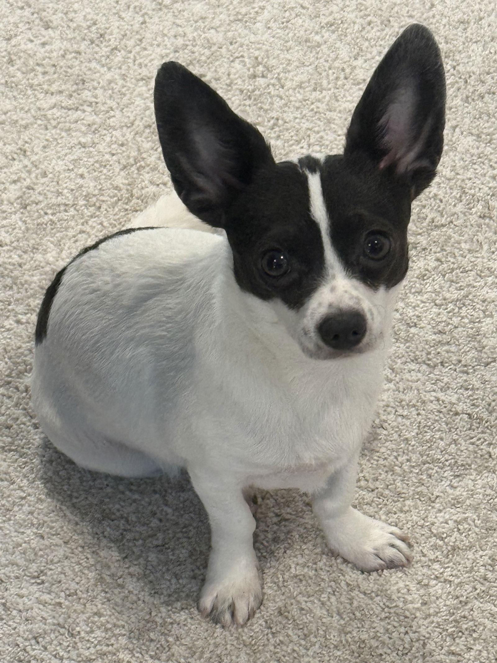 Enlarge Pixie, a Adopted mixed breed in Oakhurst, NJ image 3/3