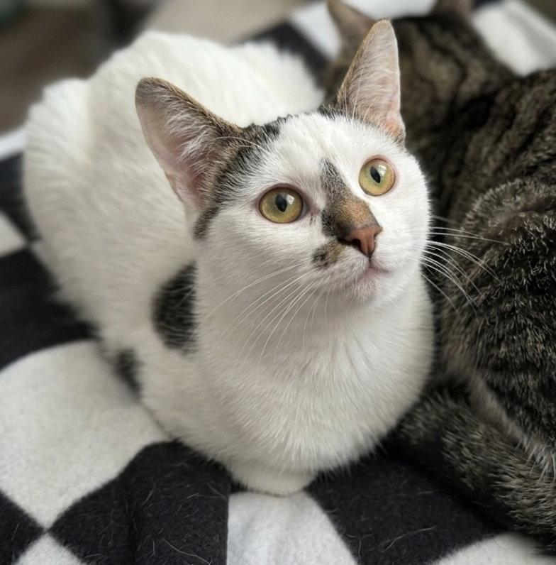 Alpha, Adoptable, Young Male Domestic Short Hair.