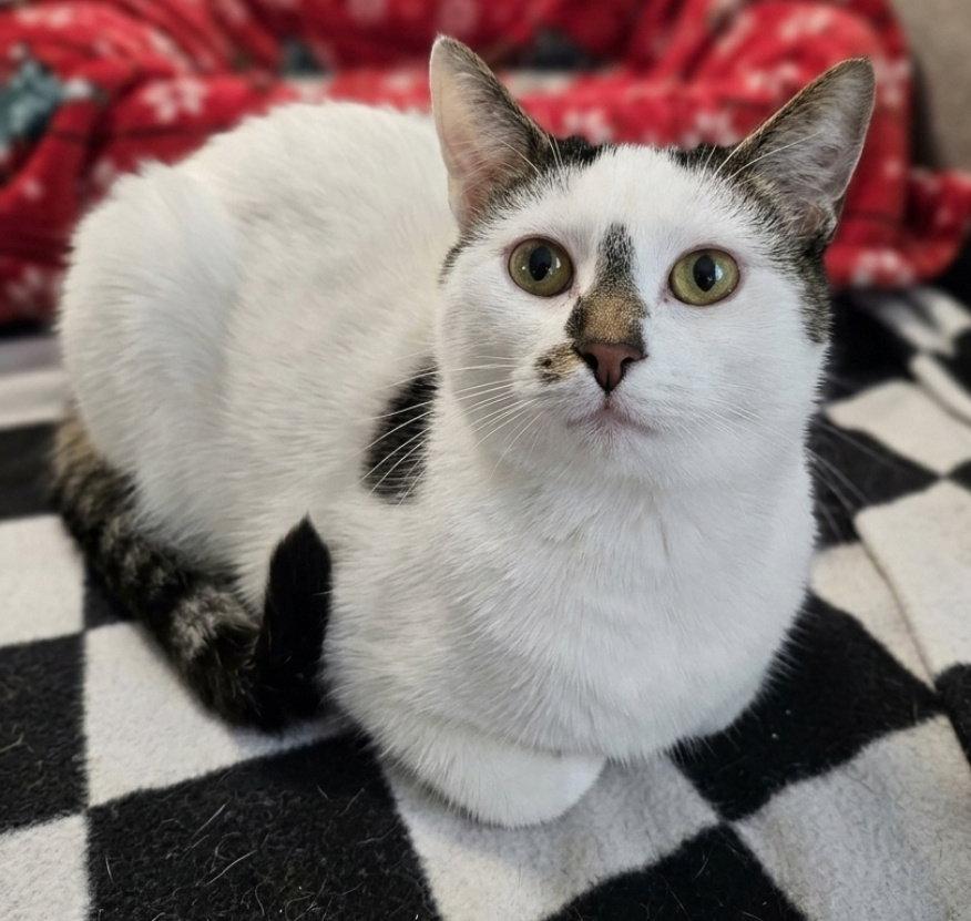 Alpha, a Adoptable Domestic Short Hair in Norwood, OH image 2/2