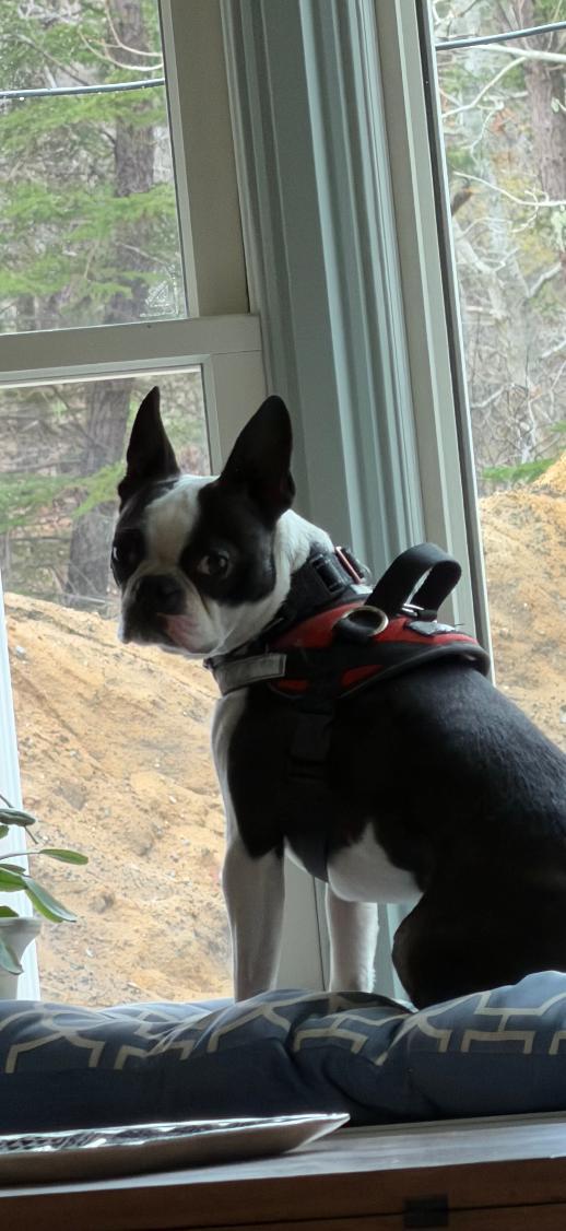 Dexter, Adopted, Young Male Boston Terrier.