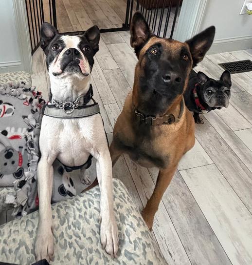 Enlarge Dexter, a Adopted Boston Terrier in New York, NY image 3/3