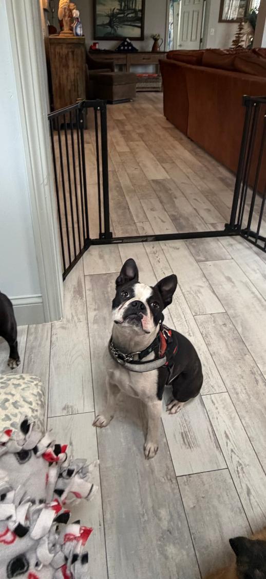 Enlarge Dexter, a Adopted Boston Terrier in New York, NY image 2/3