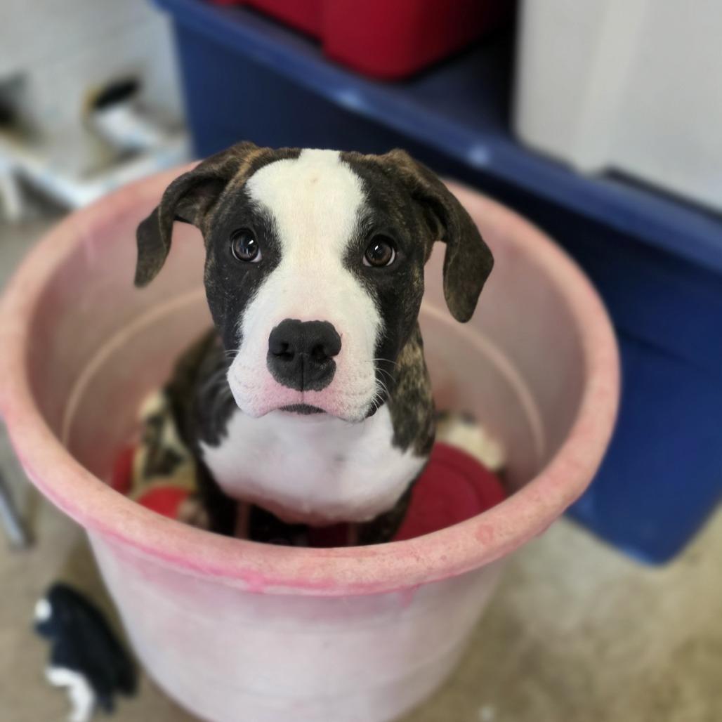 AURO-Cinder, a Adoptable Pit Bull Terrier in Aurora, MO image 2/2