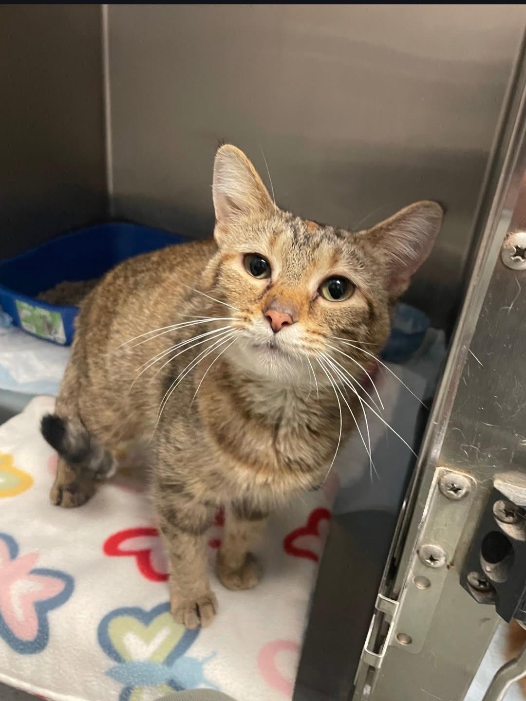 Enlarge Reagan, an adopted Domestic Short Hair in Mansfield, OH image 1/1