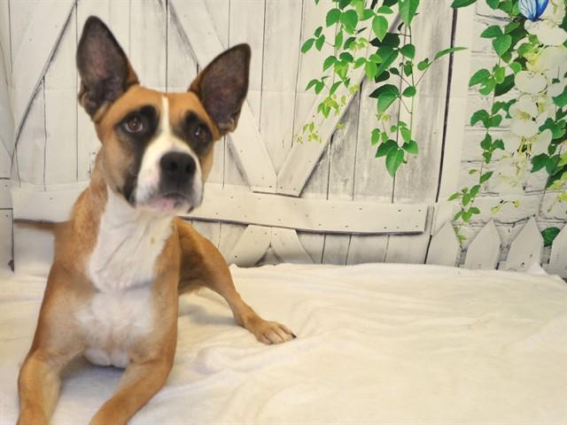 Enlarge SISSY, a Adoptable mixed breed in Oroville, CA image 1/1