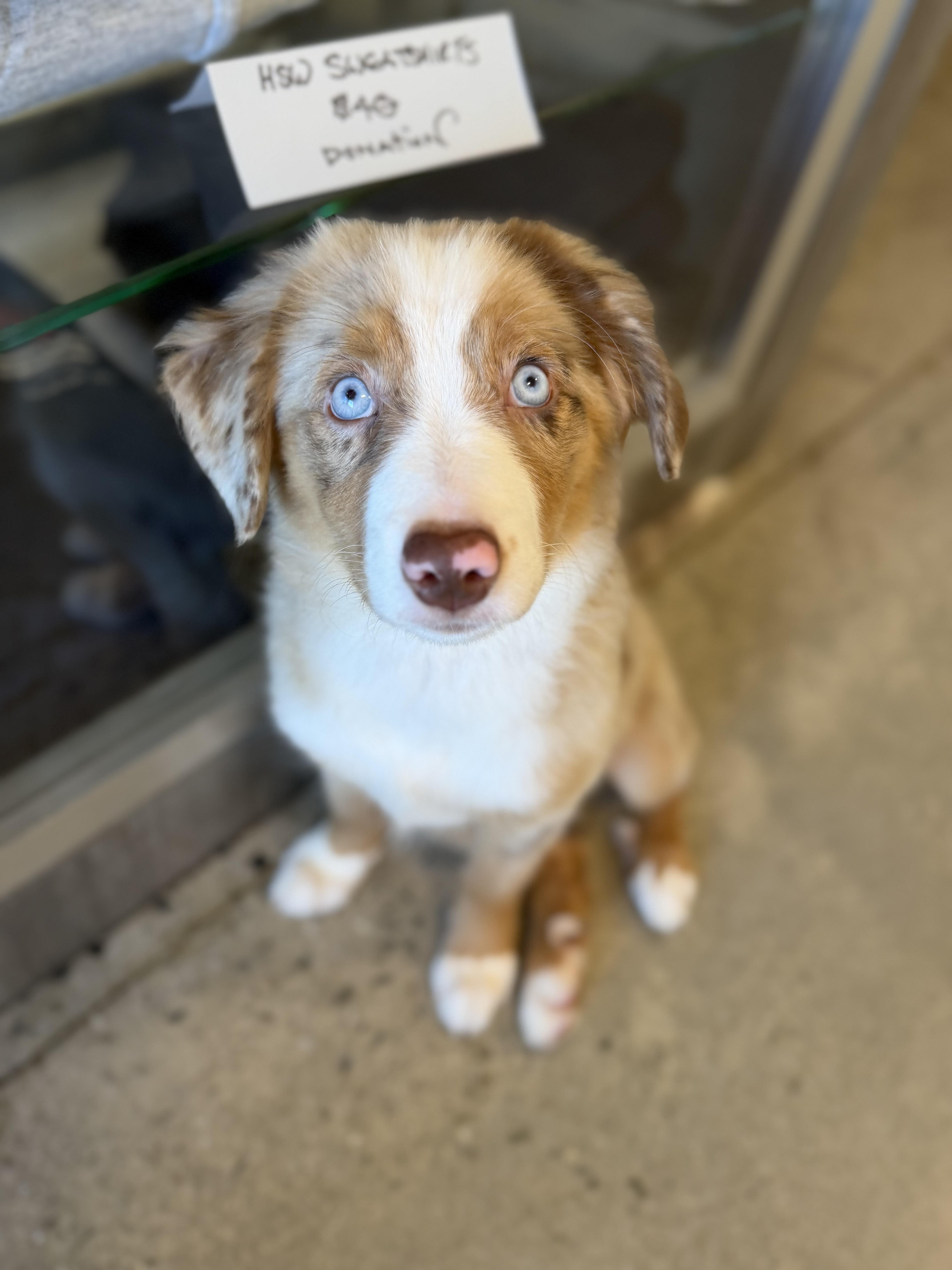 Lily, Adopted, Puppy Female Australian Shepherd.