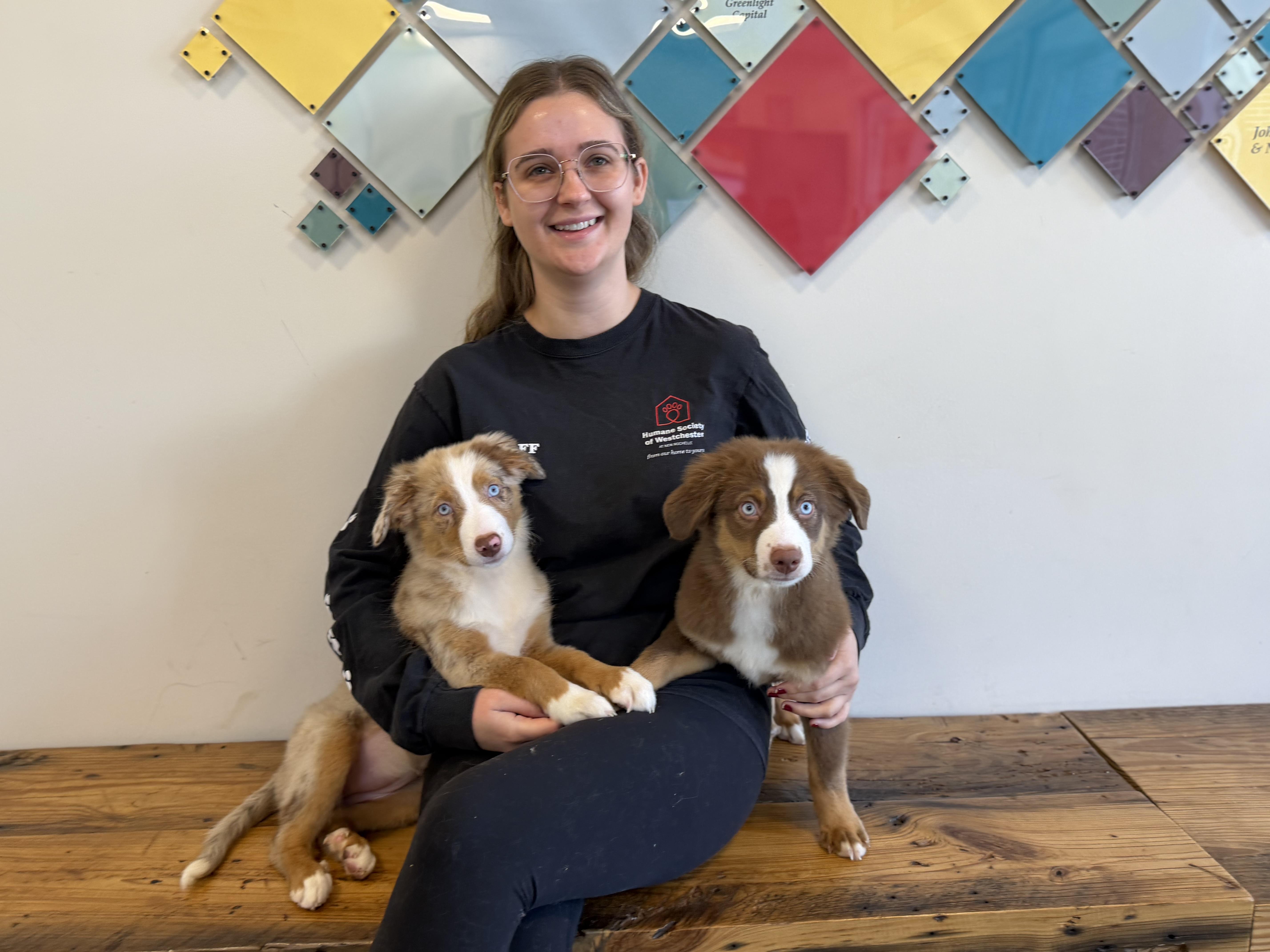 Enlarge Lily, a Adopted Australian Shepherd in New Rochelle, NY image 3/3