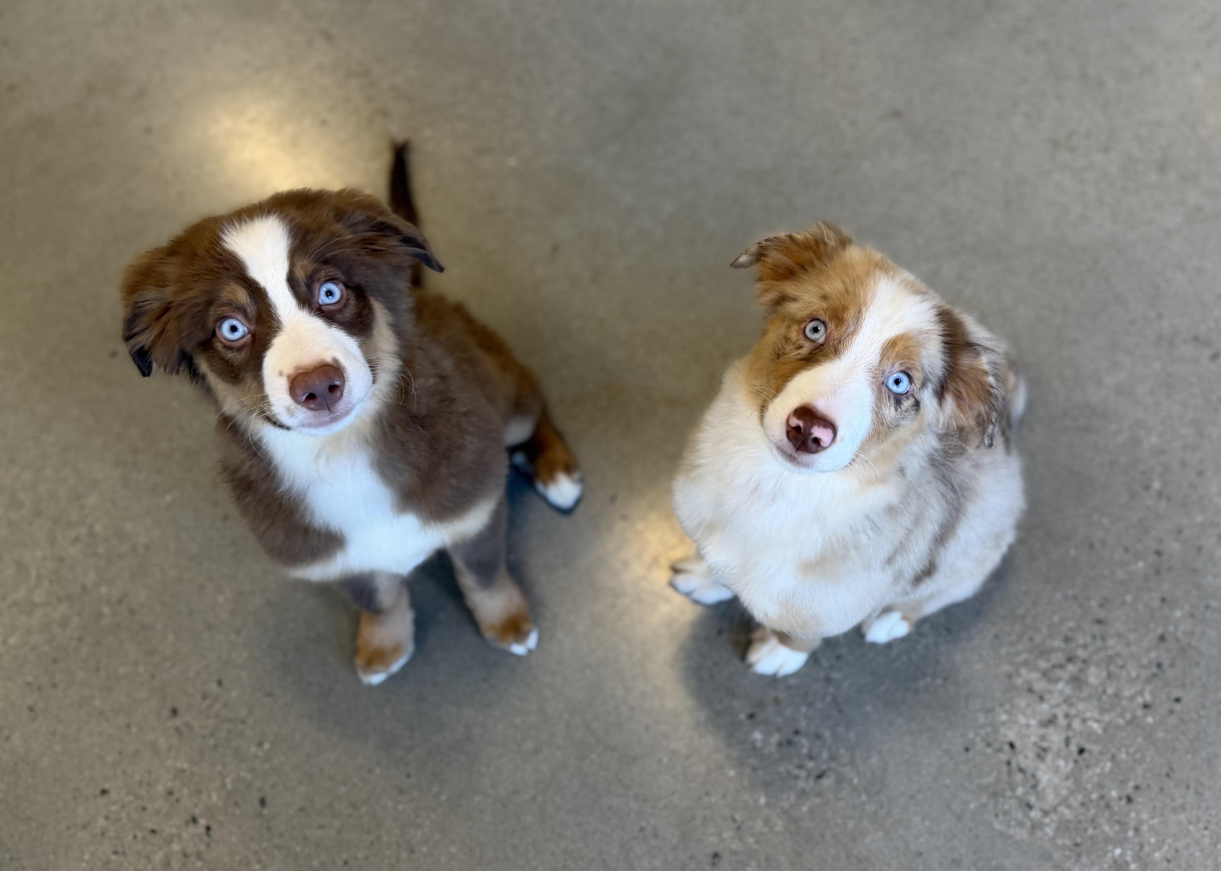Enlarge Lily, a Adopted Australian Shepherd in New Rochelle, NY image 2/3