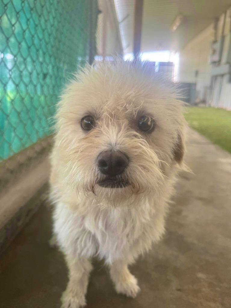 Olive, Adoptable, Young Female Terrier.