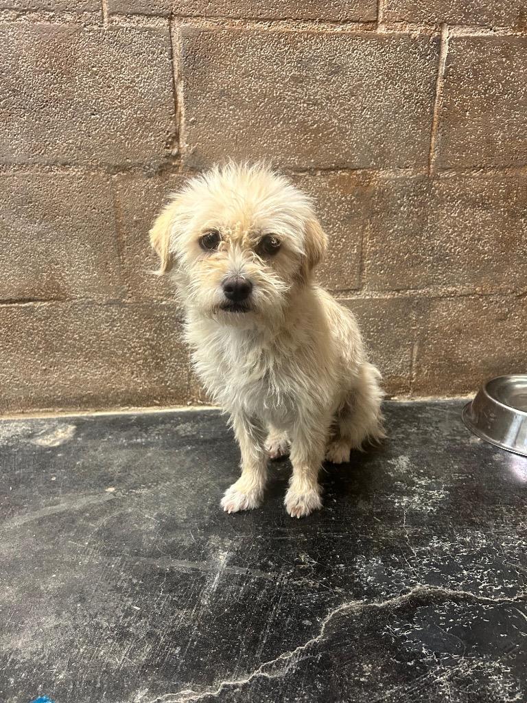 Enlarge Olive, a Adoptable mixed breed in Midland, TX image 2/4