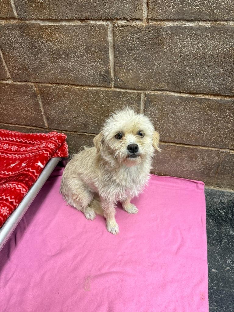 Enlarge Olive, a Adoptable mixed breed in Midland, TX image 3/4