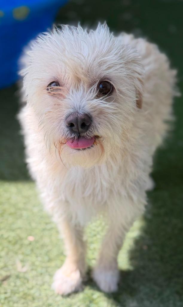 Enlarge Olive, a Adoptable mixed breed in Midland, TX image 4/4