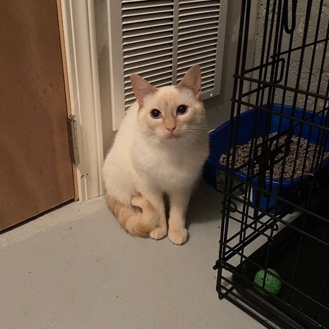 Enlarge Odin, a Adoptable mixed breed in Plainville, CT image 8/12