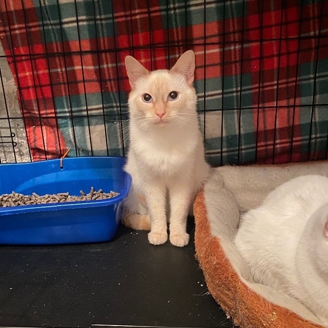 Enlarge Odin, a Adoptable mixed breed in Plainville, CT image 10/12