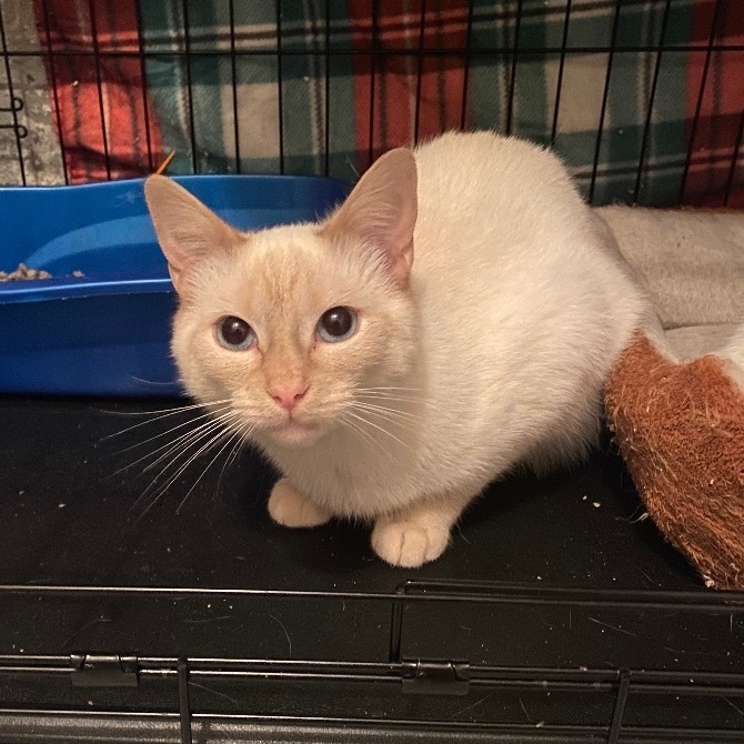 Odin, a Adoptable mixed breed in Plainville, CT image 1/12