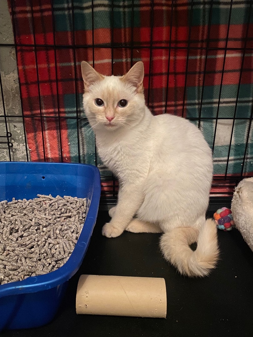 Enlarge Odin, a Adoptable mixed breed in Plainville, CT image 12/12