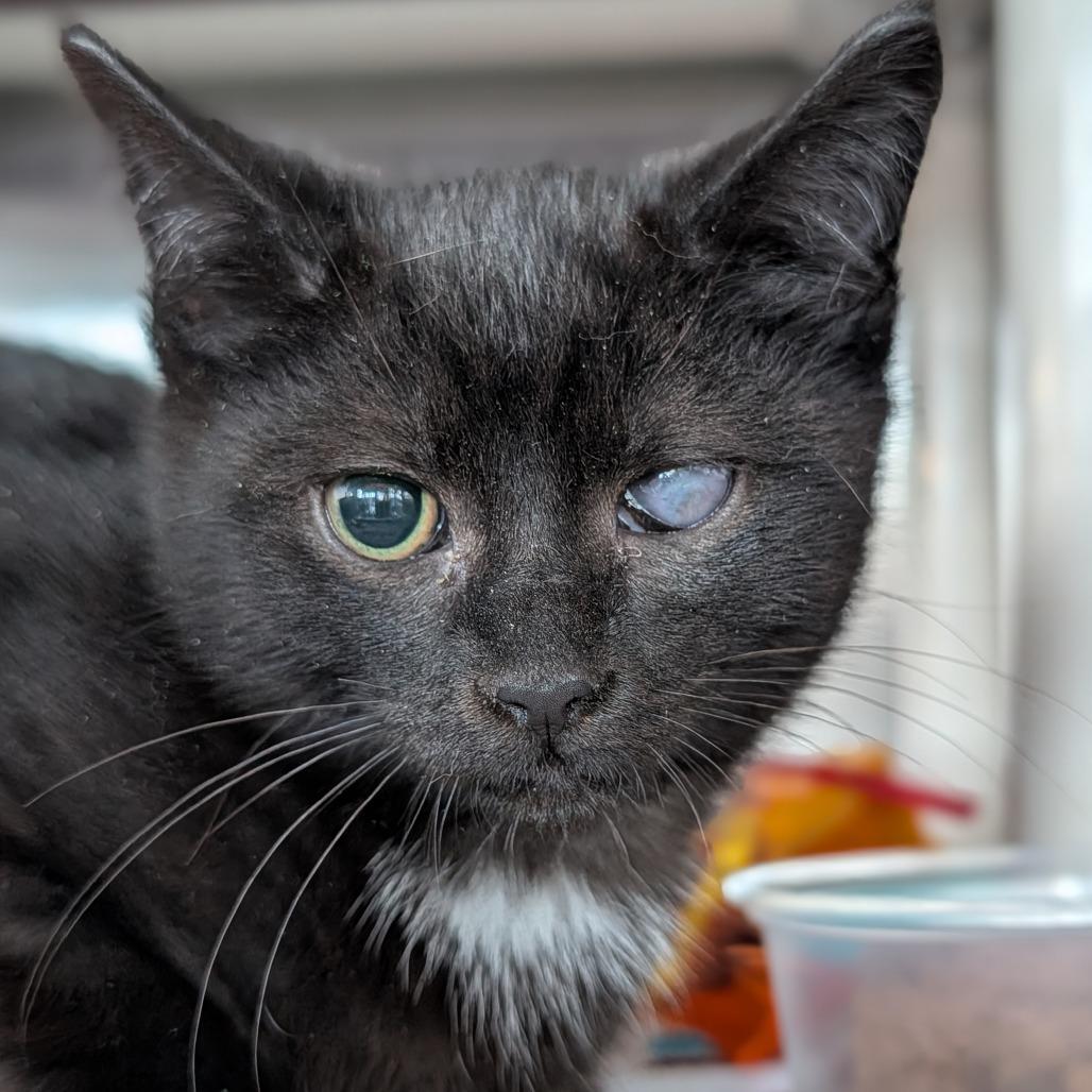 Kirby, Adoptable, Kitten Male Domestic Short Hair.