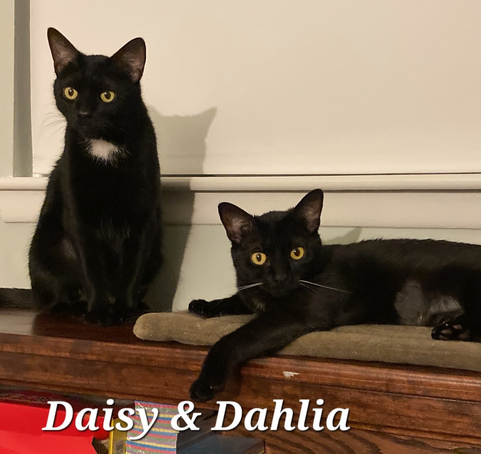 Dahlia (Bonded with Daisy), Adult Female Domestic Short Hair