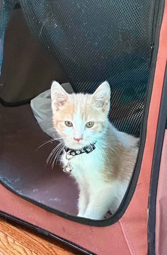 Tom Sawyer, a Adoptable mixed breed in Poplar Grove, IL image 1/4