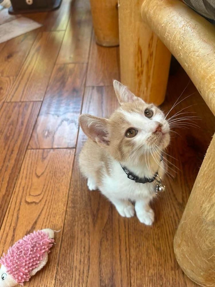 Tom Sawyer, a Adoptable mixed breed in Poplar Grove, IL image 2/4