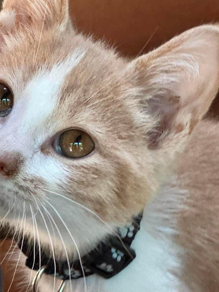 Tom Sawyer, a Adoptable mixed breed in Poplar Grove, IL image 3/4