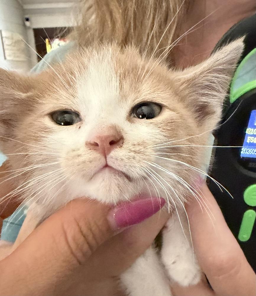Tom Sawyer, a Adoptable mixed breed in Poplar Grove, IL image 4/4