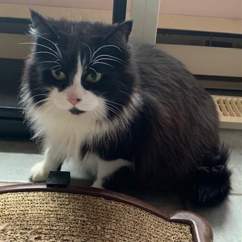 Mandy, Adoptable, Adult Female Domestic Long Hair.