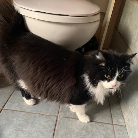 Enlarge Mandy, a Adoptable Domestic Long Hair in Pickering, ON image 2/3