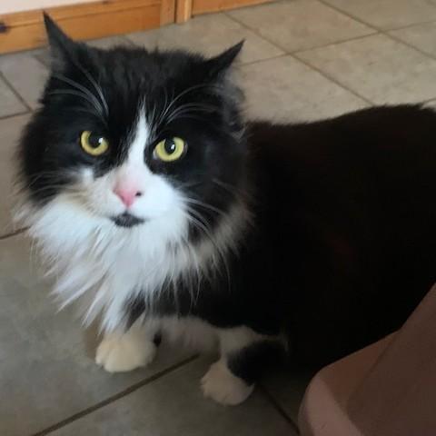 Enlarge Mandy, a Adoptable Domestic Long Hair in Pickering, ON image 3/3