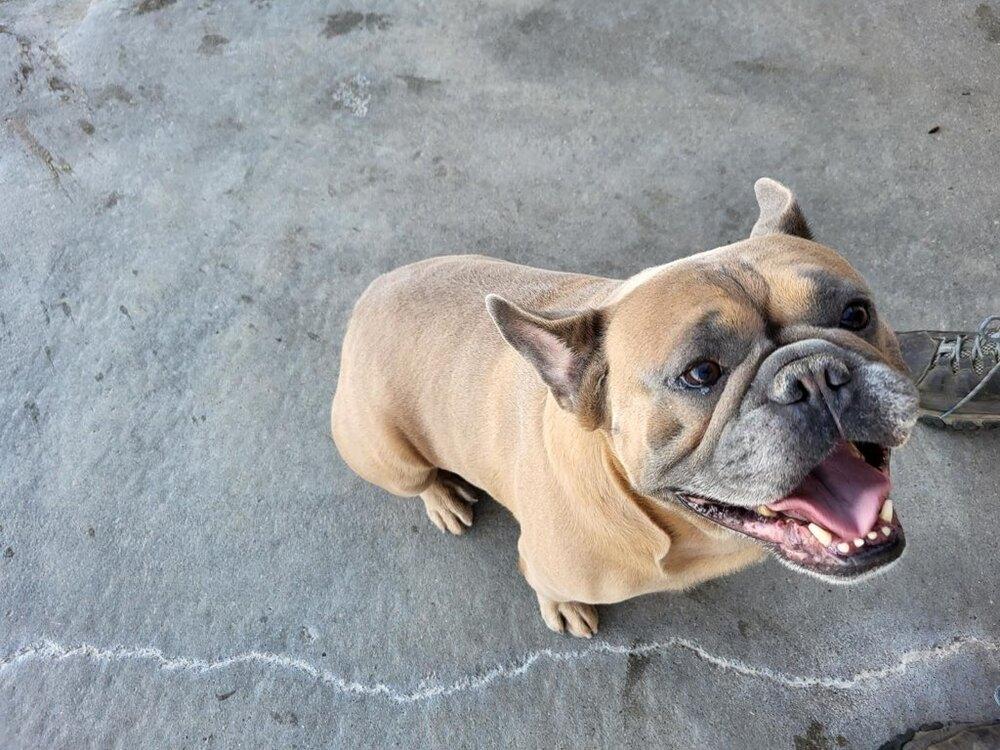 Rusty, Adopted, Adult Male French Bulldog.