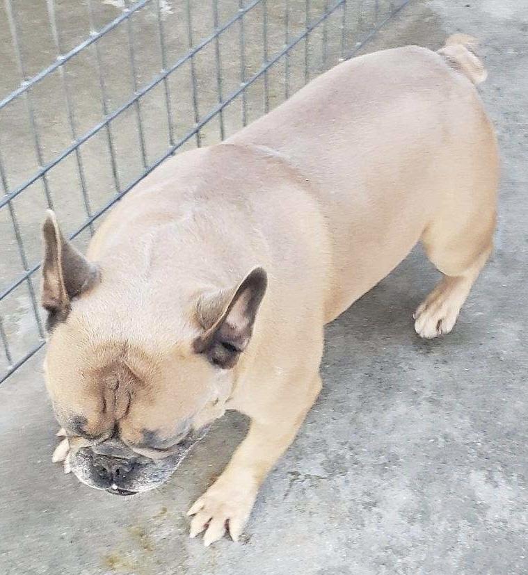 Enlarge Rusty, a Adopted French Bulldog in Minneapolis, KS image 2/6