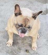 Enlarge Rusty, a Adopted French Bulldog in Minneapolis, KS image 3/6