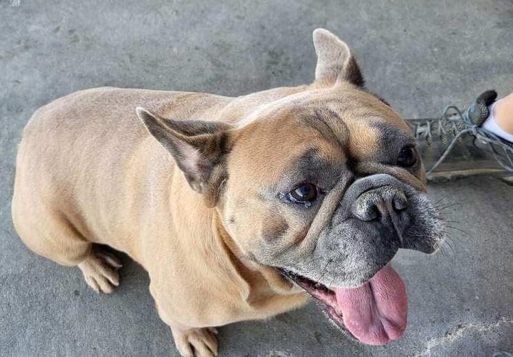 Enlarge Rusty, a Adopted French Bulldog in Minneapolis, KS image 4/6