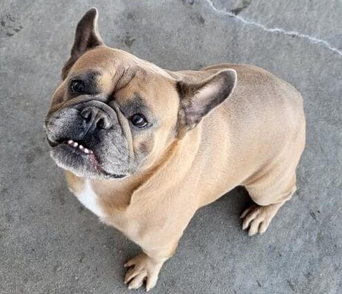 Enlarge Rusty, a Adopted French Bulldog in Minneapolis, KS image 5/6